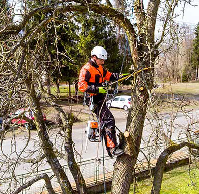 Tree Cutting
