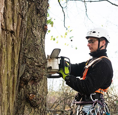 tauranga Tree Removal Service