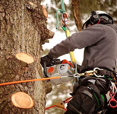 Tree Removal hard at work