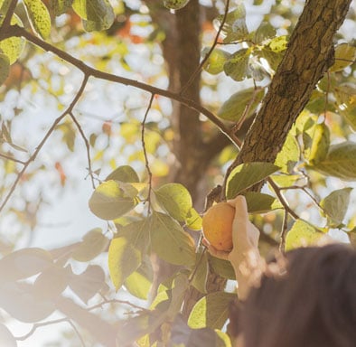 tauranga tree care