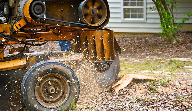 heavy unit removing tree tauranga