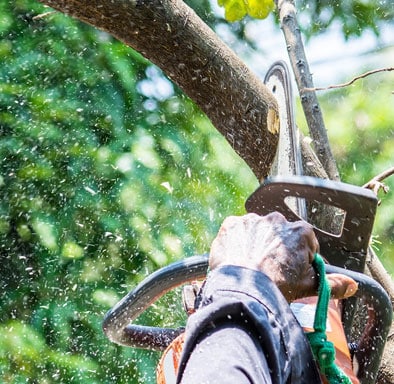 tauranga tree pruning in action
