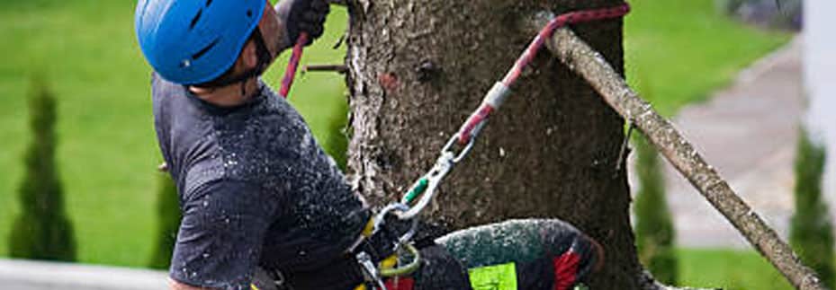 tauranga arborist bay of plenty