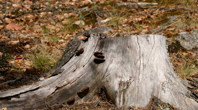 tauranga tree services home page - stump grinding and tree felling