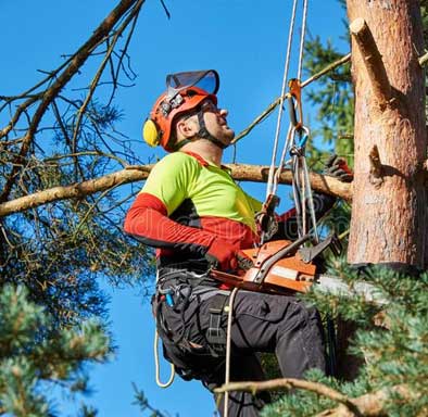 looking up getting read for a tree removal in tauranga