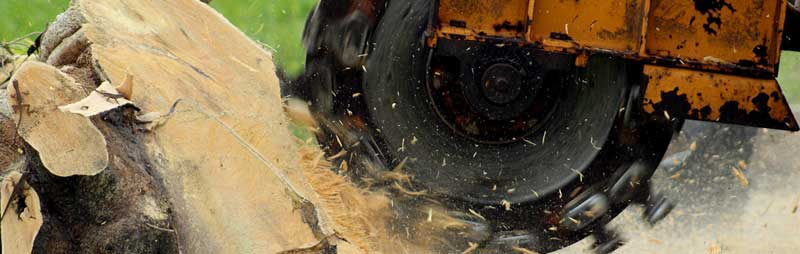 stump grinding tauranga new zealand
