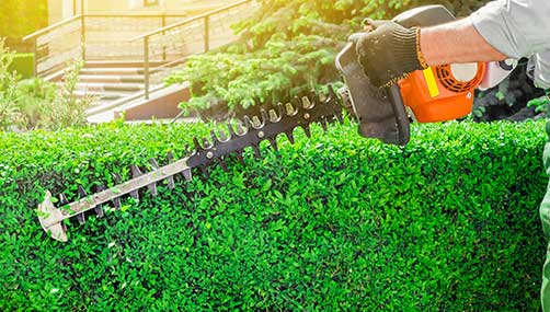 hedge trimming Tauranga - professional hedge trimming