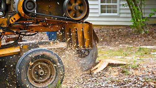 stump removal Tauranga