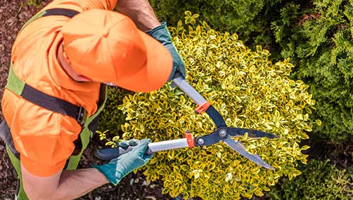 Tree Pruning Tauranga