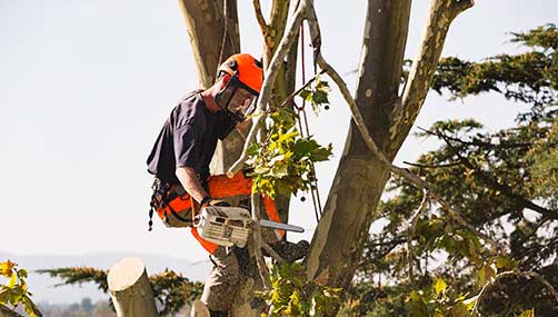 Tree removal Tauranga