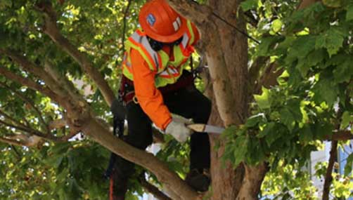 storm damage recovery Tauranga