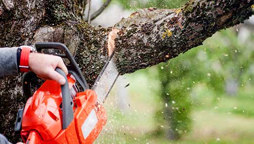 tree trimming christchurch image of man chainsaw